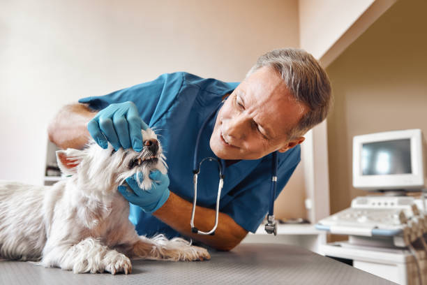 Best Emergency Dental Services for Seniors in Green Valley, CA